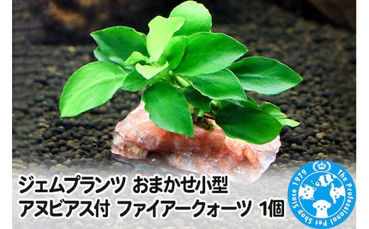 ジェムプランツ おまかせ小型アヌビアス付 ファイアークォーツ 1個