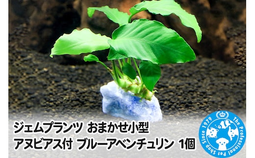ジェムプランツ おまかせ小型アヌビアス付 ブルーアベンチュリン 1個