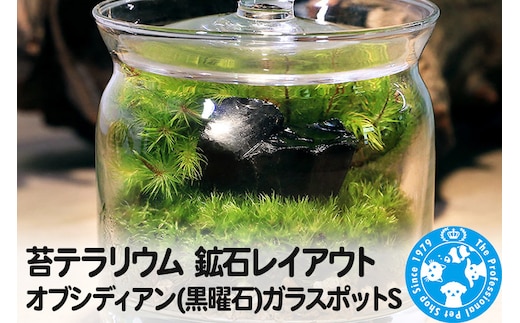 苔テラリウム 鉱石レイアウト オブシディアン(黒曜石)ガラスポットS 説明書付