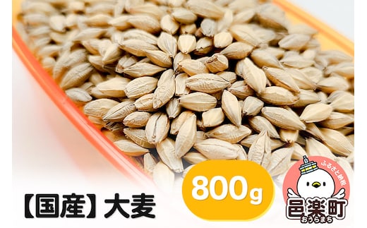 【国産】大麦 800g×1袋 サイトウ・コーポレーション 飼料