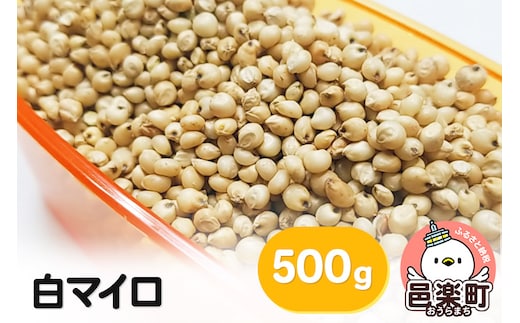 白マイロ 500g×1袋 サイトウ・コーポレーション 飼料