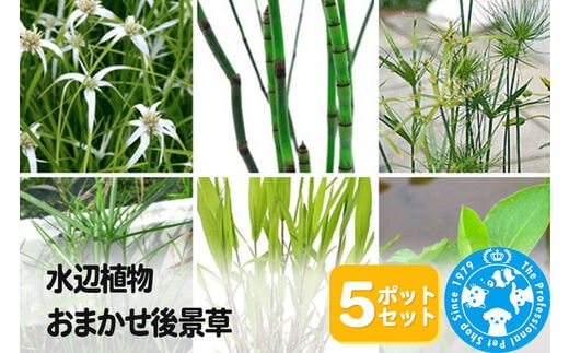 水辺植物 おまかせ後景草×5ポットセット