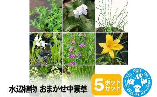 水辺植物 おまかせ中景草×5ポットセット
