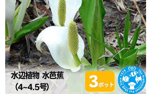 水辺植物 水芭蕉（4～4.5号）×3ポット [株式会社チャーム charm ビオトープ ガーデニング 水辺植物 その他水辺植物 植物 植物生体 ガーデニング生体 育て方 育成方法 栽培方法 湿生植物 大株 特大株 ミズバショウ 水芭蕉 芭蕉]