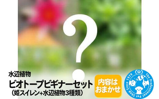 水辺植物 ビオトープビギナーセット（姫スイレン+水辺植物3種類）