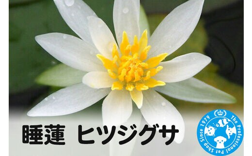 睡蓮 ヒツジグサ×1ポット