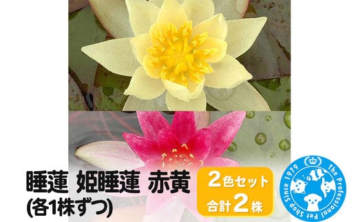 睡蓮 姫睡蓮(ヒメスイレン)2色セット 赤黄(各1株ずつ)