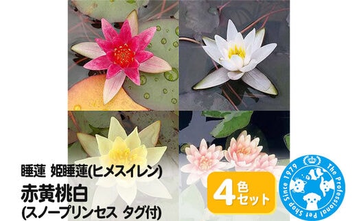 睡蓮 姫睡蓮(ヒメスイレン)4色セット 赤黄桃白(スノープリンセス タグ付)(各1株ずつ)