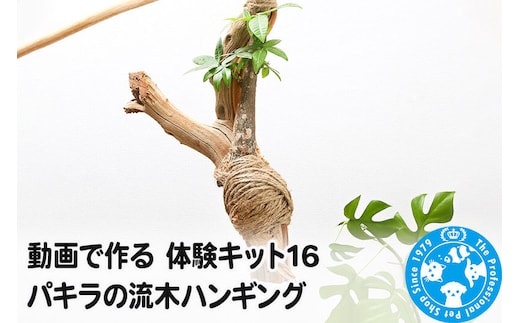 動画で作る 体験キット16 パキラの流木ハンギング [株式会社チャーム charm ワークショップ 体験 キット インテリア 流木 観葉植物 グリーン]