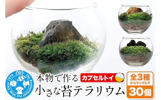 苔 種類おまかせ 本物で作る 小さな苔テラリウム カプセルトイ 30個セット 株式会社チャーム charm