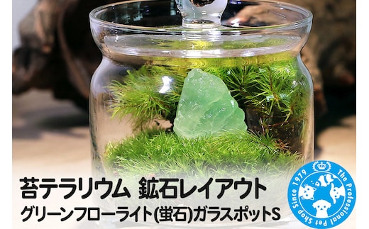 苔テラリウム 鉱石レイアウト グリーンフローライト(蛍石)ガラスポットS 説明書付