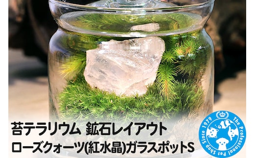 苔テラリウム 鉱石レイアウト ローズクォーツ(紅水晶)ガラスポットS 説明書付