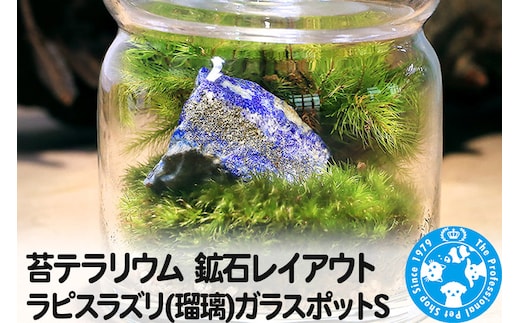 苔テラリウム 鉱石レイアウト ラピスラズリ(瑠璃)ガラスポットS 説明書付