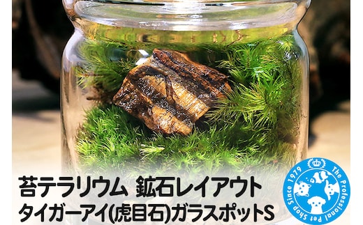 苔テラリウム 鉱石レイアウト タイガーアイ(虎目石)ガラスポットS 説明書付