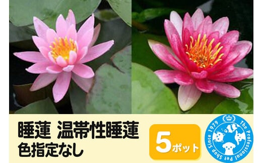 睡蓮 温帯性睡蓮 色指定なし×5ポット