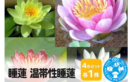睡蓮 温帯性睡蓮 4色セット×各1株