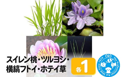 スイレン桃(1)+ツルヨシ(1ポ)+横縞フトイ(1ポ)+ホテイ草(1株)