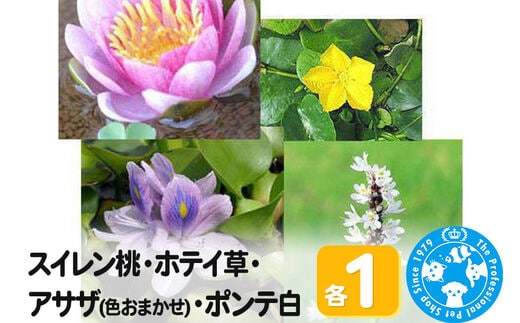 スイレン桃(1)+ホテイ草(1株)+アサザ(花色おまかせ)(1ポット)+ポンテ白(1株)