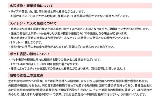 睡蓮 温帯性睡蓮 色指定なし×5ポット | dショッピングふるさと納税百選