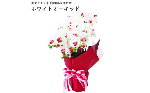 造花 シルクフラワーの胡蝶蘭の鉢植 3本立 光触媒 ホワイトオーキッド ／ お花 コチョウラン 埼玉県