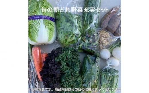 旬の朝どれ野菜充実おまかせセット ／ やさい 朝採れ 埼玉県