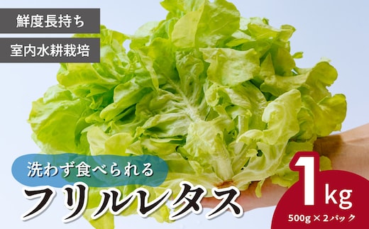 ＜洗わず食べられる・室内水耕栽培＞ フリルレタス お徳用 500g×2パック 1kg