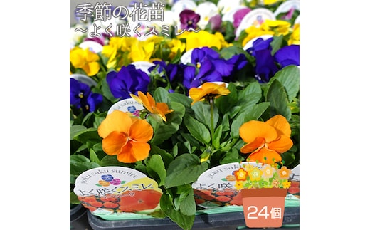季節の花苗 パンジー～よく咲くスミレ～ 24個セット 色はミックス おまかせ 送料無料 No.102