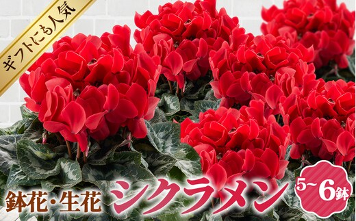 シクラメン 5～6号鉢（鉢花・生花） No.125