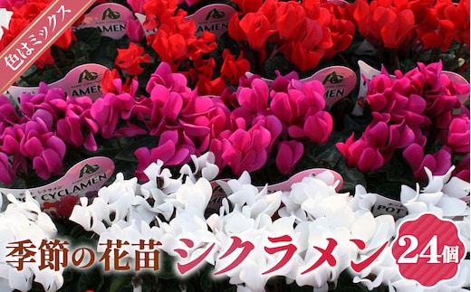 季節の花苗 ガーデンシクラメン 24個セット No.149