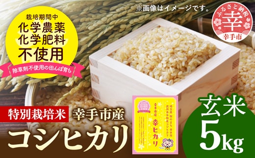 【令和7年産】無農薬・無化学肥料栽培 埼玉県幸手市産特別栽培コシヒカリ 「幸ヒカリ」玄米5kg - 新米発送 コシヒカリ こしひかり 米 玄米 5kg 特別栽培米 幸手市産 埼玉県 幸手市