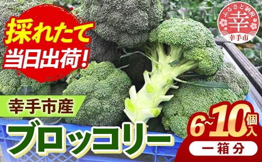 【きあり農園】2026年度 幸手市産 ブロッコリー 1箱 - 朝採れ 旬野菜 産地直送 野菜 ベジタブル 美味しい おいしい おつまみ 晩酌 サラダ 温野菜 おすすめ 送料無料 埼玉県 幸手市