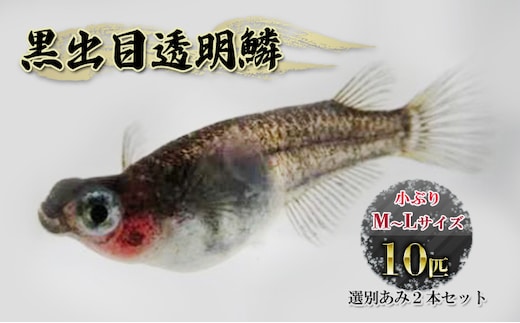 黒出目透明鱗 小ぶりM～Lサイズ前後１０匹 選別あみ２本セット 生き物 生体 観賞魚 魚 アクアリウム ペット 