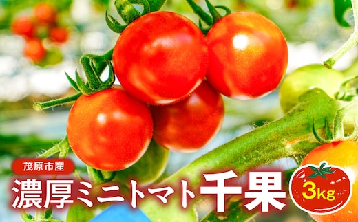 濃厚ミニトマト3kg千果 MBBG002