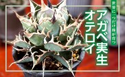 アガベ実生オテロイ MBBG004