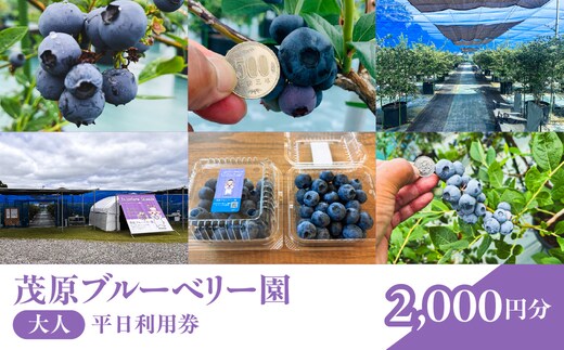 【先行予約】茂原ブルーベリー園 大人 平日利用券 2,000円分 MBCA002