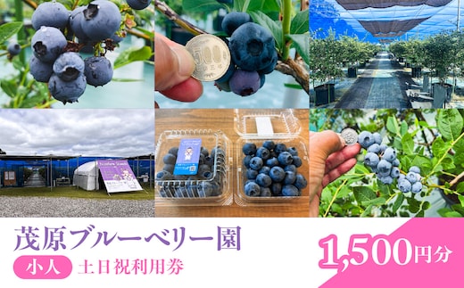 【先行予約】茂原ブルーベリー園 小人 土日祝利用券 1,500円分 MBCA003