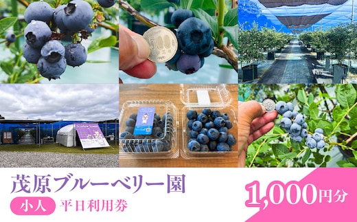 【先行予約】茂原ブルーベリー園 小人 平日利用券 1,000円分 MBCA004