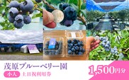 【先行予約】茂原ブルーベリー園　小人　土日祝利用券　1,500円分 MBCA003