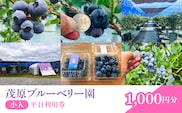 【先行予約】茂原ブルーベリー園　小人　平日利用券　1,000円分 MBCA004