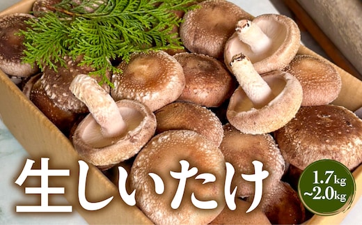生しいたけ MBBJ001