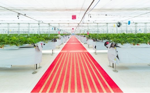 JAL Agriport いちご狩りペア入場券 体験チケット チケット 