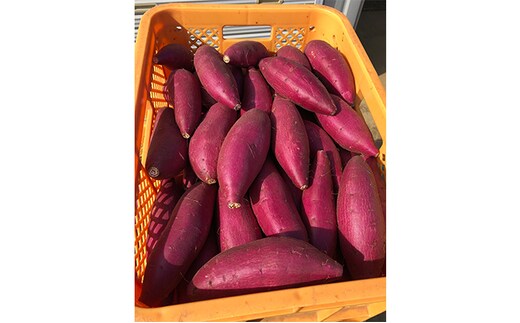 熟成 シルクスイート さつまいも（L) 5キロ 野菜 サツマイモ 5kg 