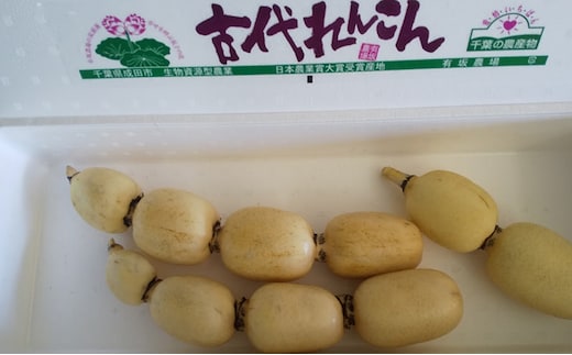 こだわりの “古代れんこん” 2kg 野菜 根菜 レンコン 2kg 
