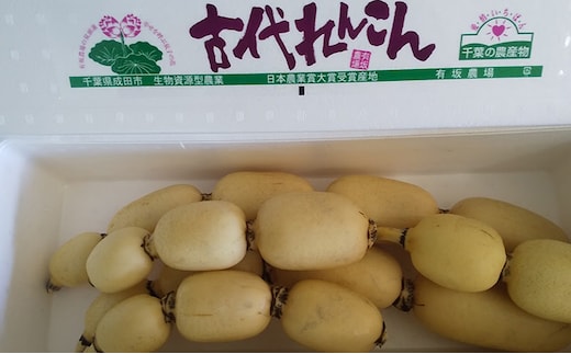 こだわりの “古代れんこん” 4kg 野菜 根菜 レンコン 4kg 