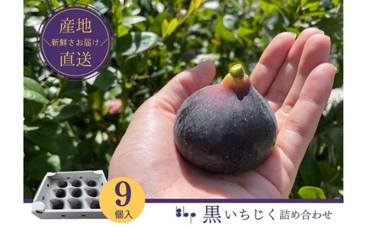 【先行予約】黒いちじく詰め合わせ 9個入り 果物 フルーツ 国産 希少品種 幻の黒いちじく ジューシー 濃厚 上品な甘さ 
