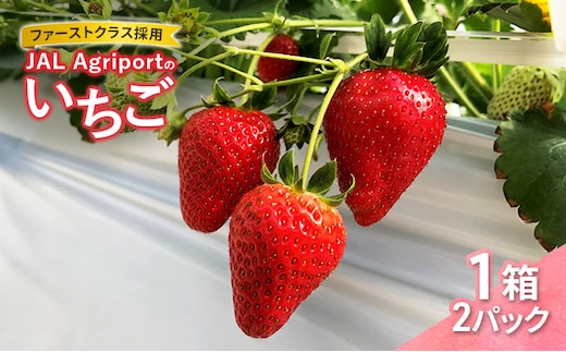 【先行予約】JALの直営農園からお届け ファーストクラス採用の「JAL Agriportのいちご」1箱 2パック いちごイチゴ 朝採り ファーストクラス 機内食 成田市 千葉県
