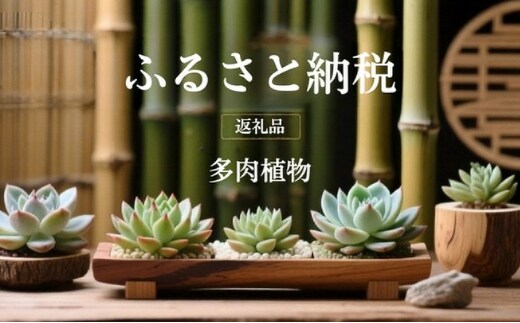 【ふるさと納税】 多肉植物 エケベリア セダム 315株 土付き セット 切苗 詰め合わせ 癒しのおしゃれインテリア 観葉植物 ガーデニング ミニグリーン 千葉県 成田市