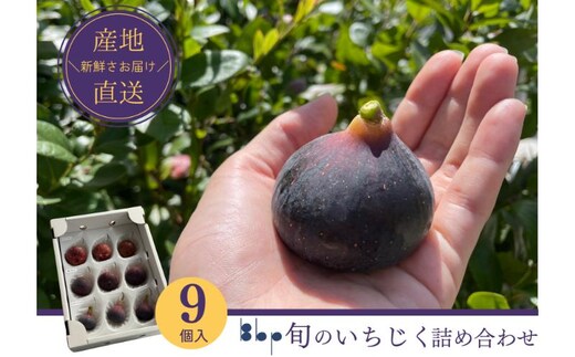 旬のいちじく詰め合わせ 9個入り 果物 フルーツ 国産フルーツ イチジク ビオレドーフィン ビオレソリエス 産地直送 詰合せ 食べ比べ 千葉県 成田市