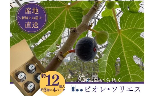 ビオレ・ソリエス 約12個入り（約3個×4パック） 果物 フルーツ 国産フルーツ イチジク ビオレソリエス 黒いちじく 希少品種 産地直送 千葉県 成田市