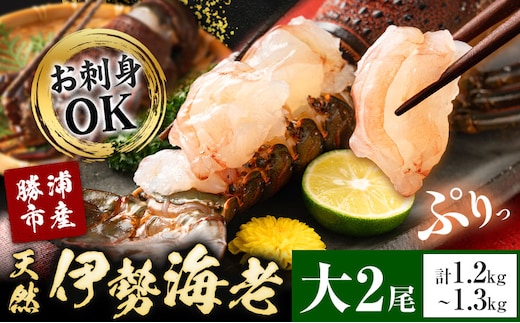 天然伊勢海老 千葉県勝浦産 生冷活〆 大サイズ 500gUP×2尾 計1.2kg 【刺身OK】 贈答 株式会社串浜水産《30日以内に出荷予定(土日祝除く)》千葉県 勝浦市 伊勢海老 海老 えび【配送不可地域あり】（離島）【1498730】---kastuura_kshm_1---